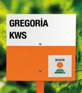 KWS Gregoria Pancar Tohumu