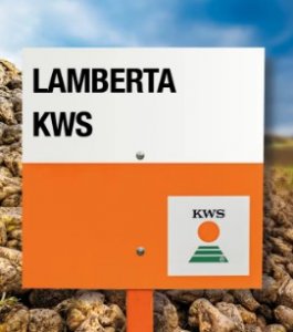 KWS Lamberta Pancar Tohumu