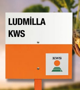 KWS Ludmilla Pancar Tohumu